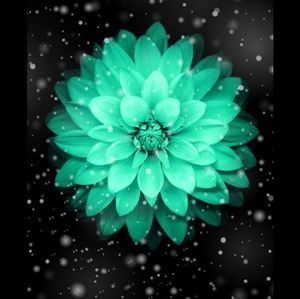 Meet your Posher, Robyn